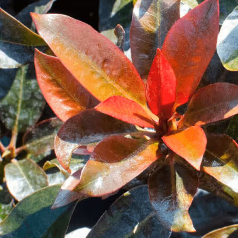 Rhododendron Choco & Pink (Laub)