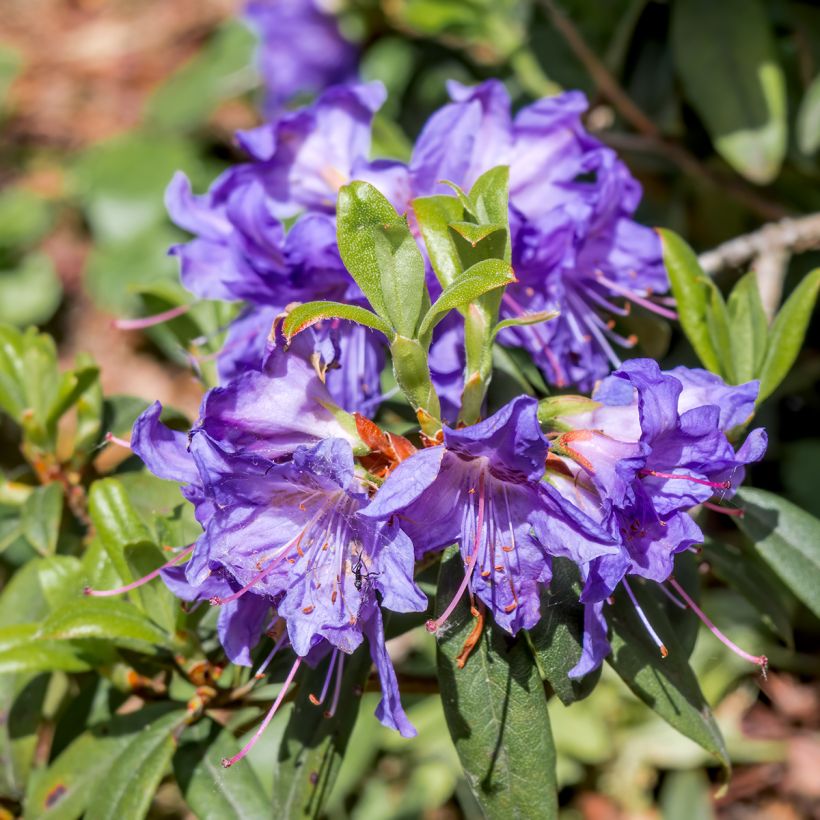 Rhododendron impeditum Select (Blüte)