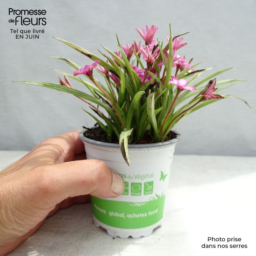 Exemplar von Rhodohypoxis Fairytale - Grasstern Topf mit 1,5L/2L wie im Sommer geliefert