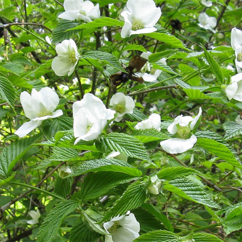 Rhodotypos scandens - Weiße Rosenkerrie (Blüte)