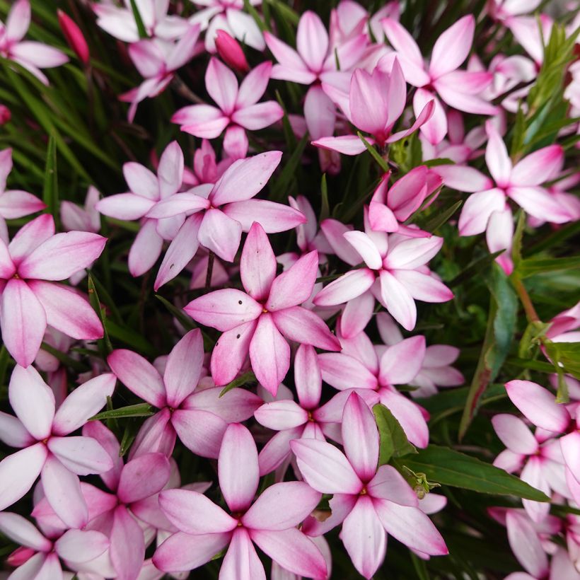 Rhodoxis Abigail - Grasstern (Flowering)