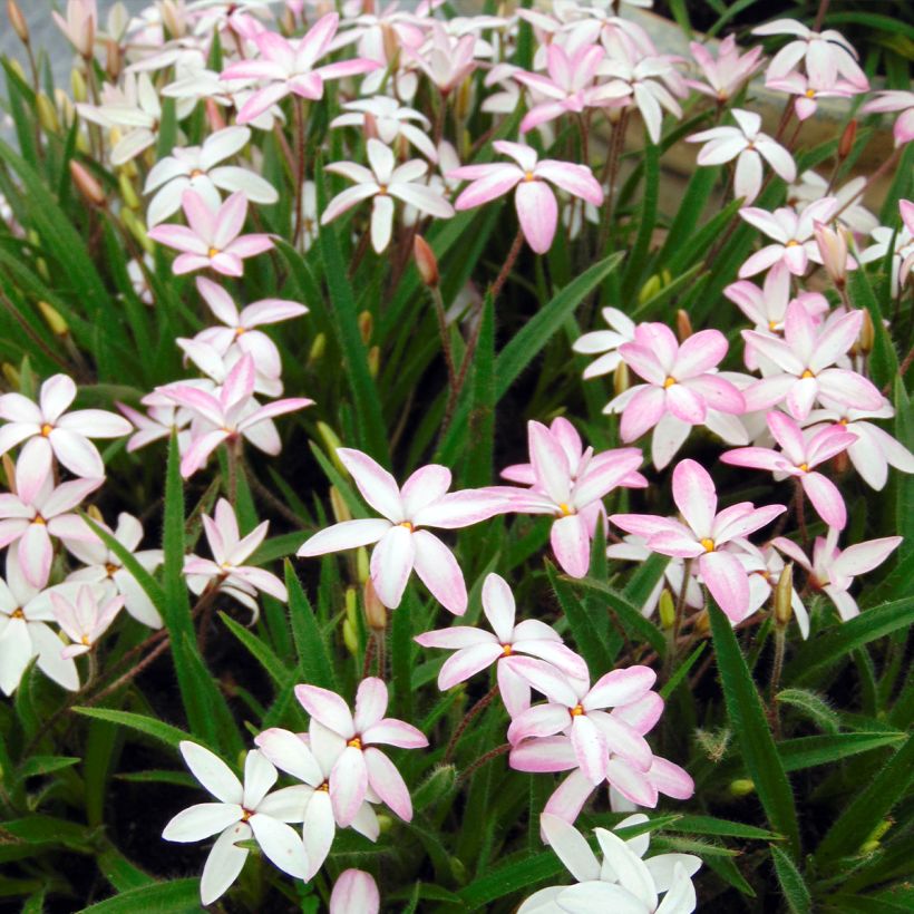 Rhodohypoxis Fairy Kisses - Grasstern (Wuchs)