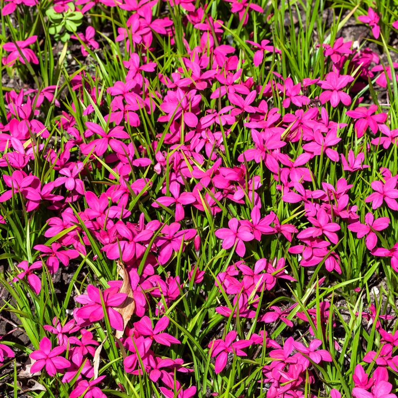 Rhodoxis Red Alert - Grasstern (Wuchs)