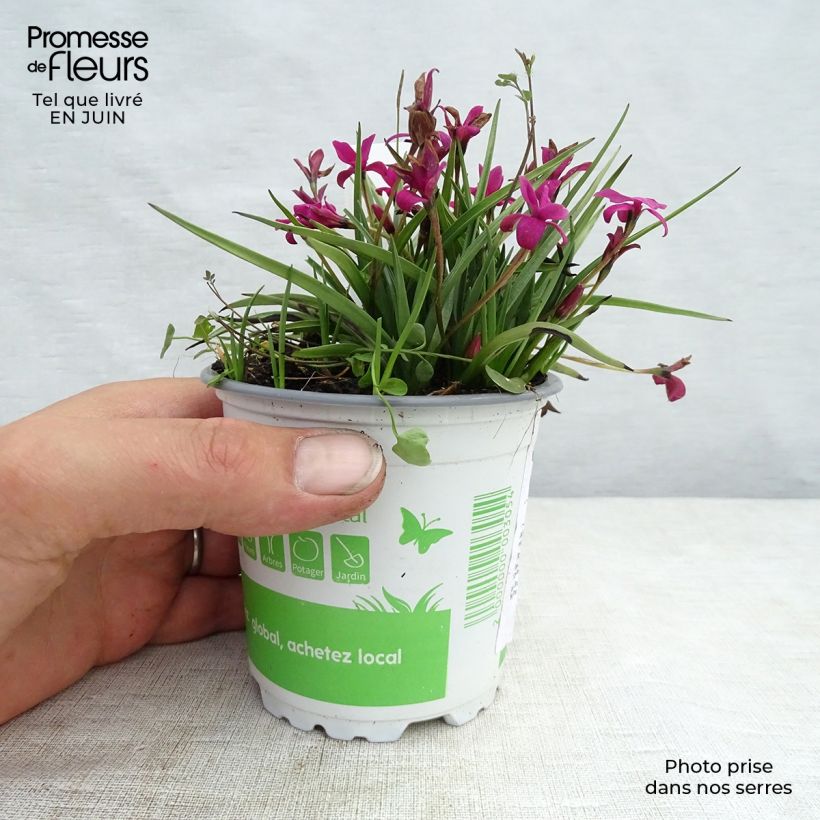 Exemplar von Rhodohypoxis Beverly - Grasstern Topf mit 1,5L/2L wie im Sommer geliefert