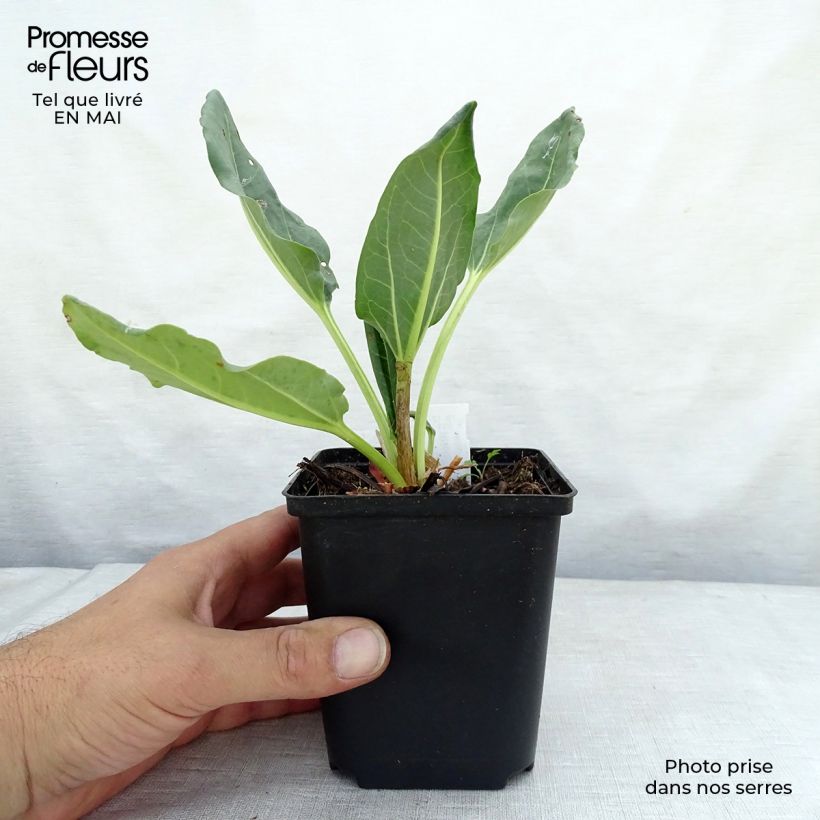 Exemplar von Rheum alexandrae - Alexandra-Rhabarber Kleine Töpfe von 8/9 cm wie im Frühjahr geliefert