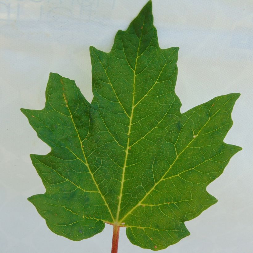 Rheum palmatum var. tanguticum - Handlappiger Rhabarber (Foliage)