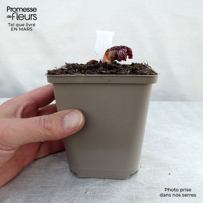 Example of Rheum palmatum var. tanguticum - Handlappiger Rhabarber Kleine Töpfe von 8/9 cm as you get in printemps