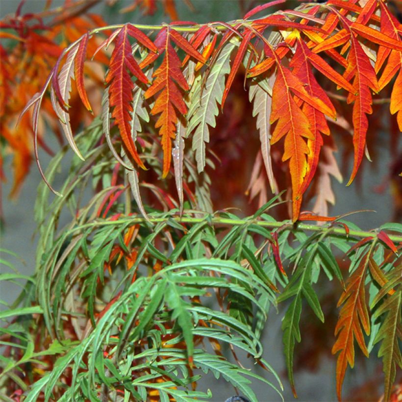 Rhus glabra Laciniata - Scharlach-Sumach (Foliage)