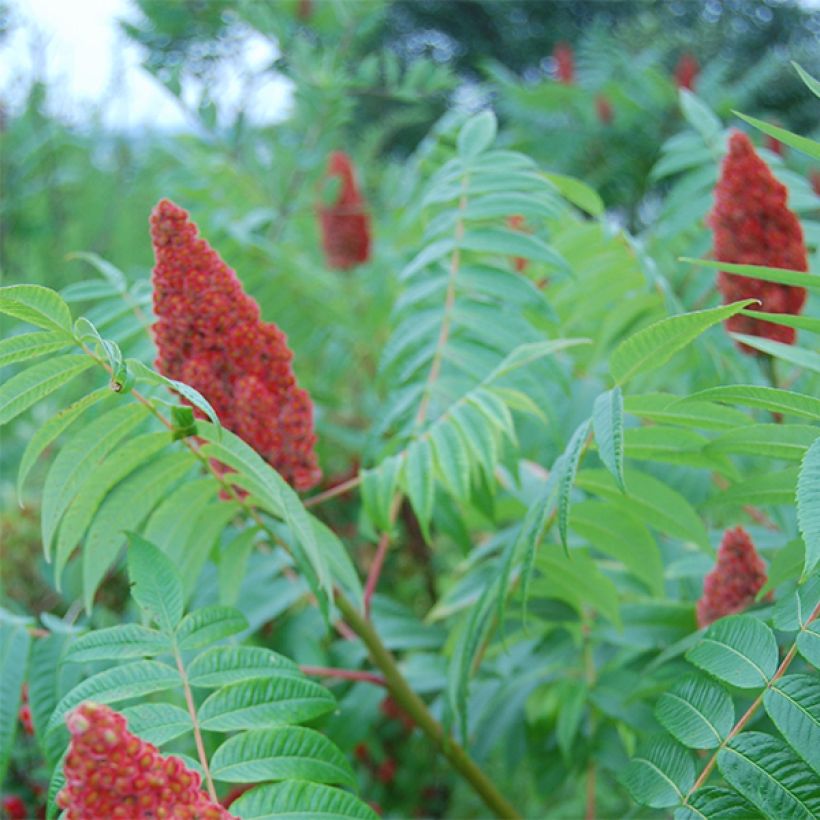 Rhus glabra Laciniata - Scharlach-Sumach (Flowering)