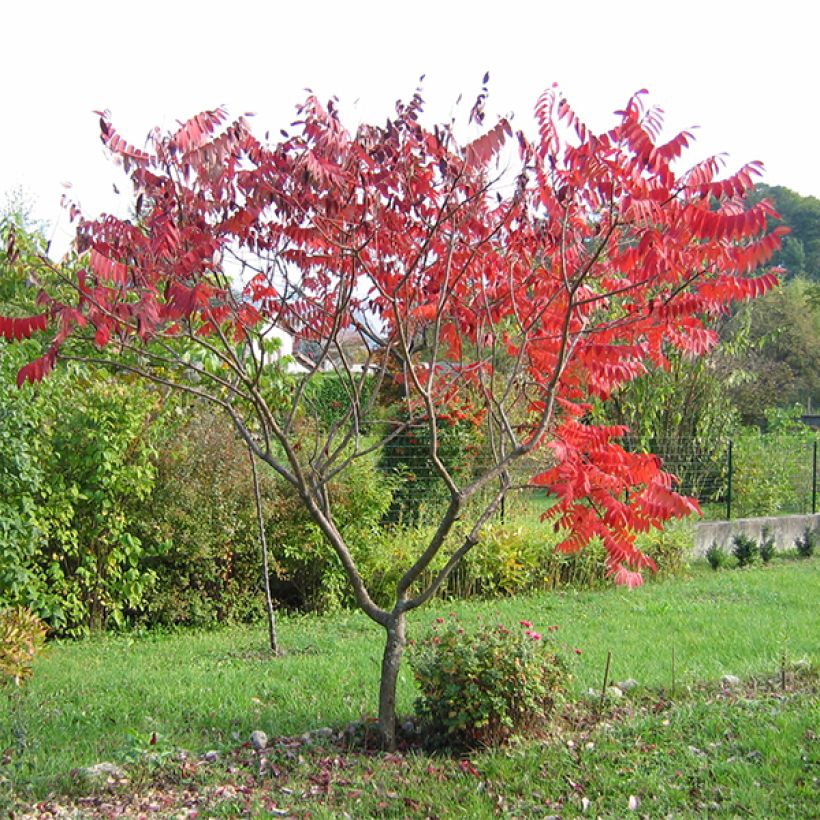 Rhus glabra Laciniata - Scharlach-Sumach (Plant habit)