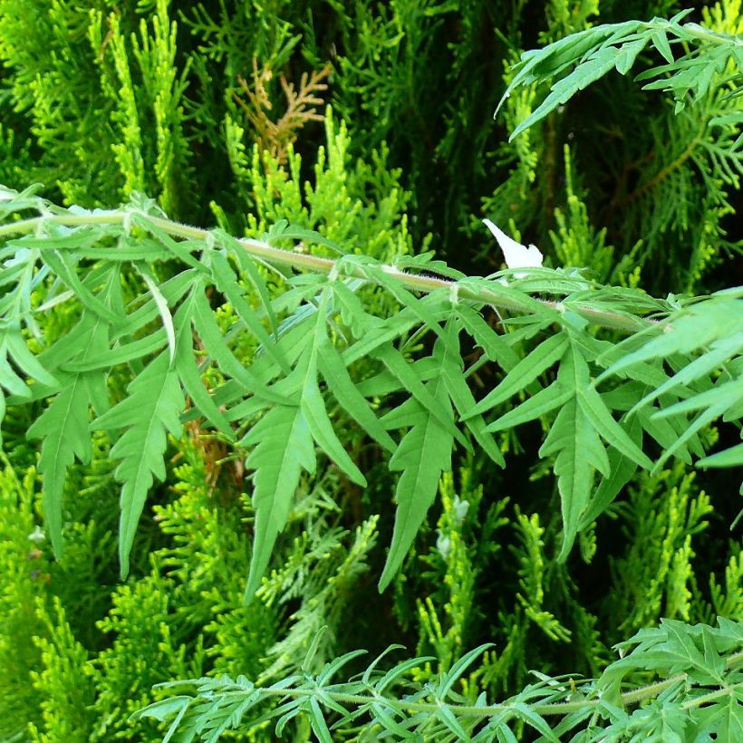 Rhus typhina Dissecta - Essigbaum (Foliage)