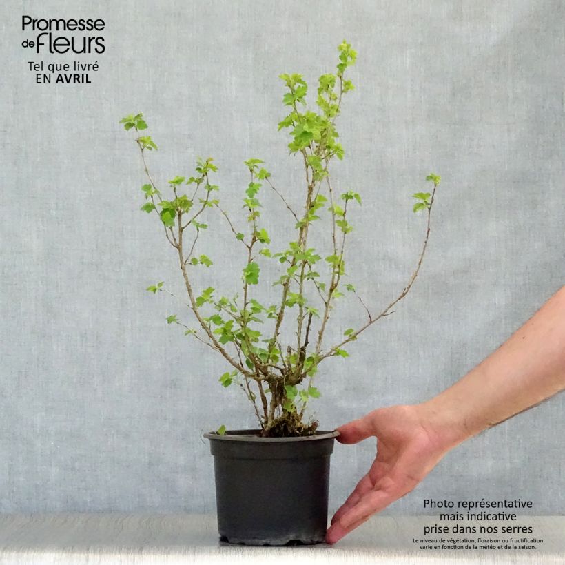 Exemplar von Alpen-Johannisbeere - Ribes alpinum Topf mit 2L/3L wie im Frühjahr geliefert