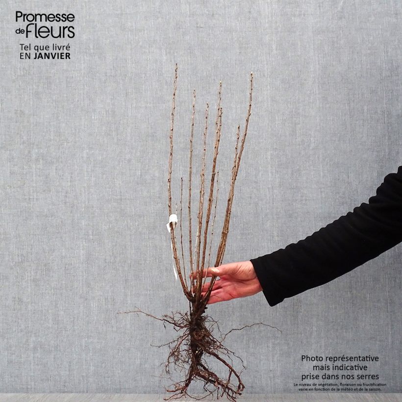 Exemplar von Alpen-Johannisbeere - Ribes alpinum Wurzelnackt wie im Winter geliefert