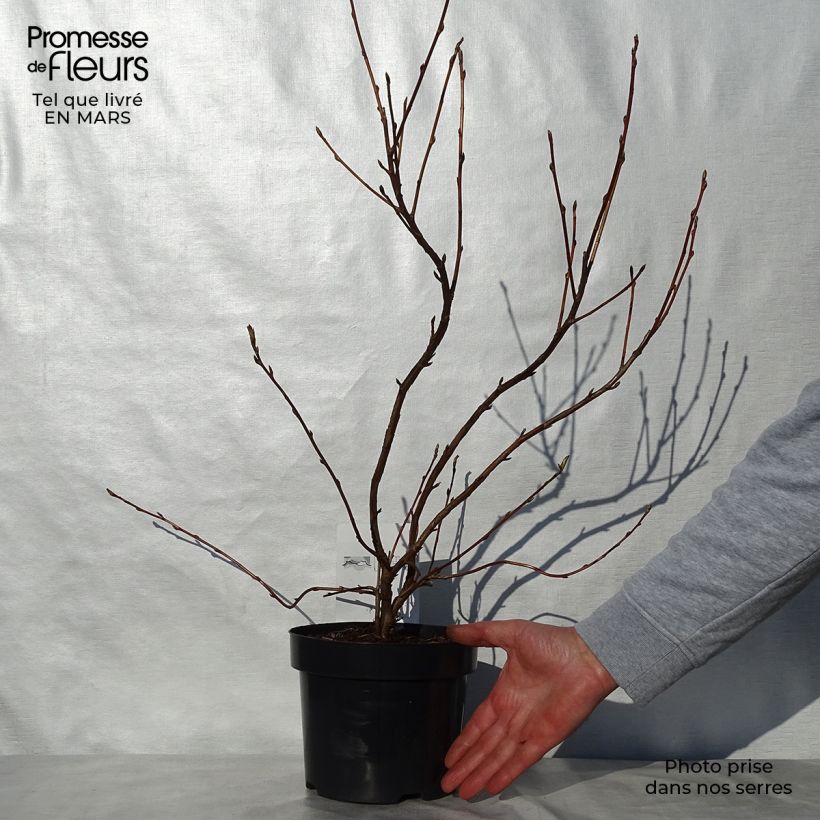 Example of Gordon-Johannisbeere - Ribes gordonianum Topf mit 3L/4L as you get in printemps