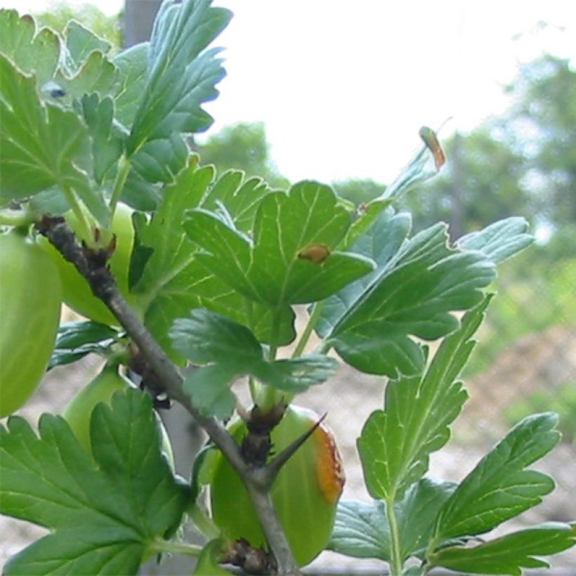 Stachelbeere Worcesterberry (Foliage)