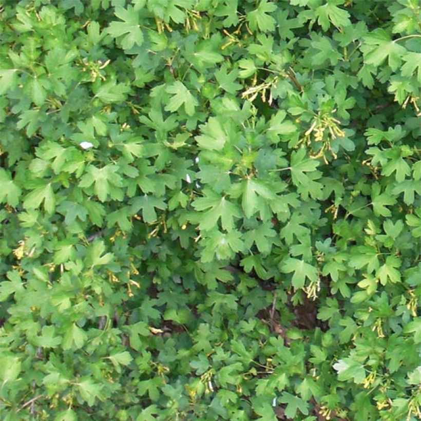Gold-Johannisbeere - Ribes odoratum (Foliage)