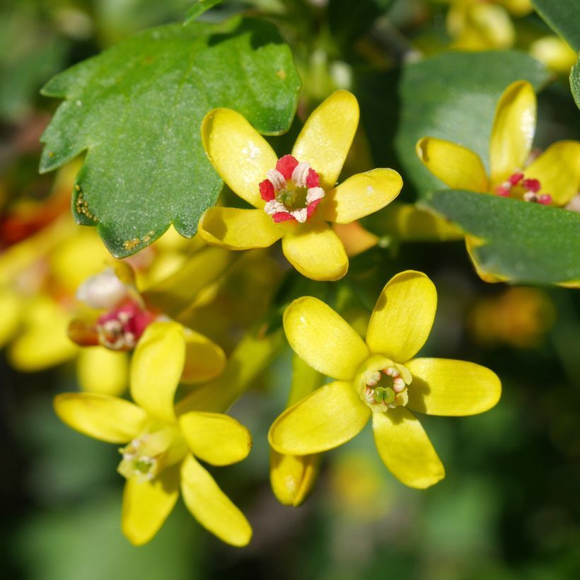 Gold-Johannisbeere - Ribes odoratum (Flowering)