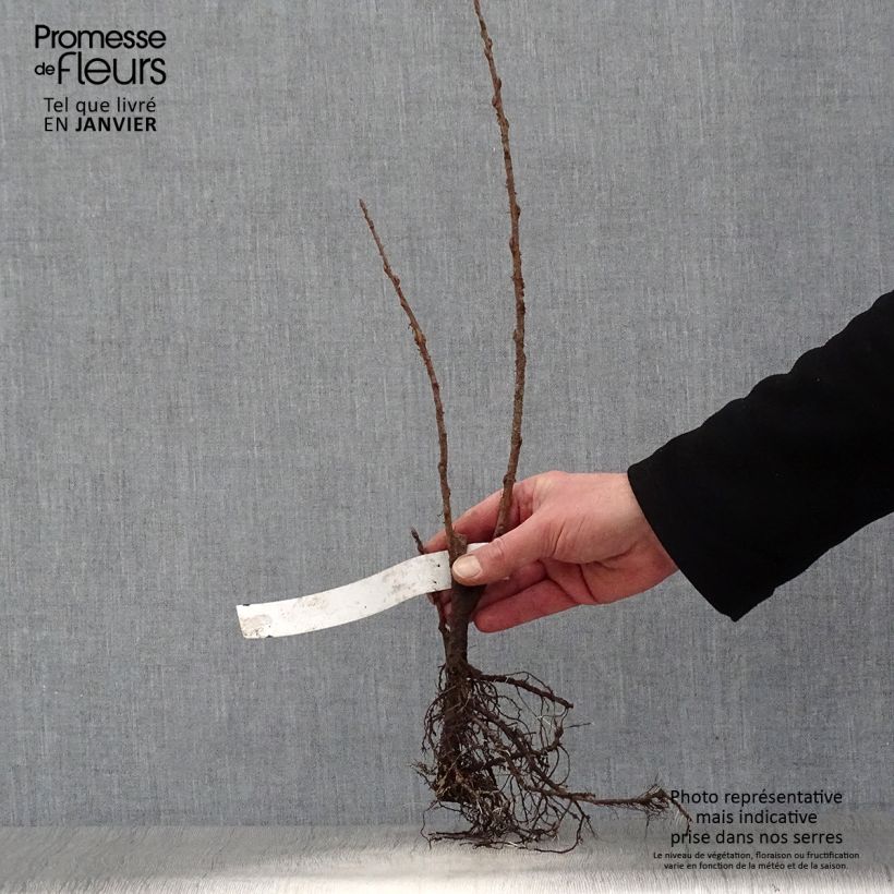 Example of Gold-Johannisbeere - Ribes odoratum Wurzelnackt as you get in hiver