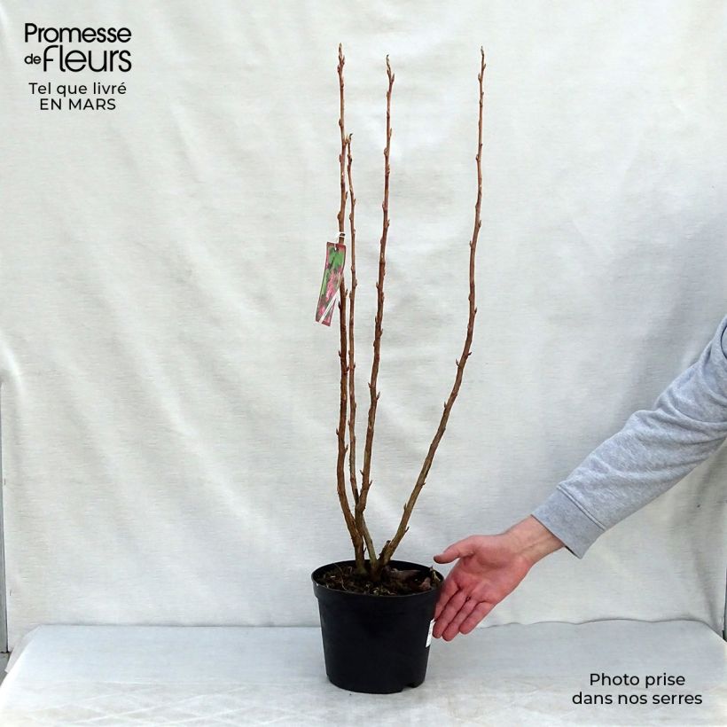 Exemplar von Blut-Johannisbeere - Ribes sanguineum Topf mit 3L/4L wie im Frühjahr geliefert