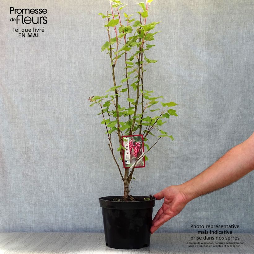 Example of Blut-Johannisbeere King Edward VII - Ribes sanguineum Topf mit 3L/4L as you get in printemps