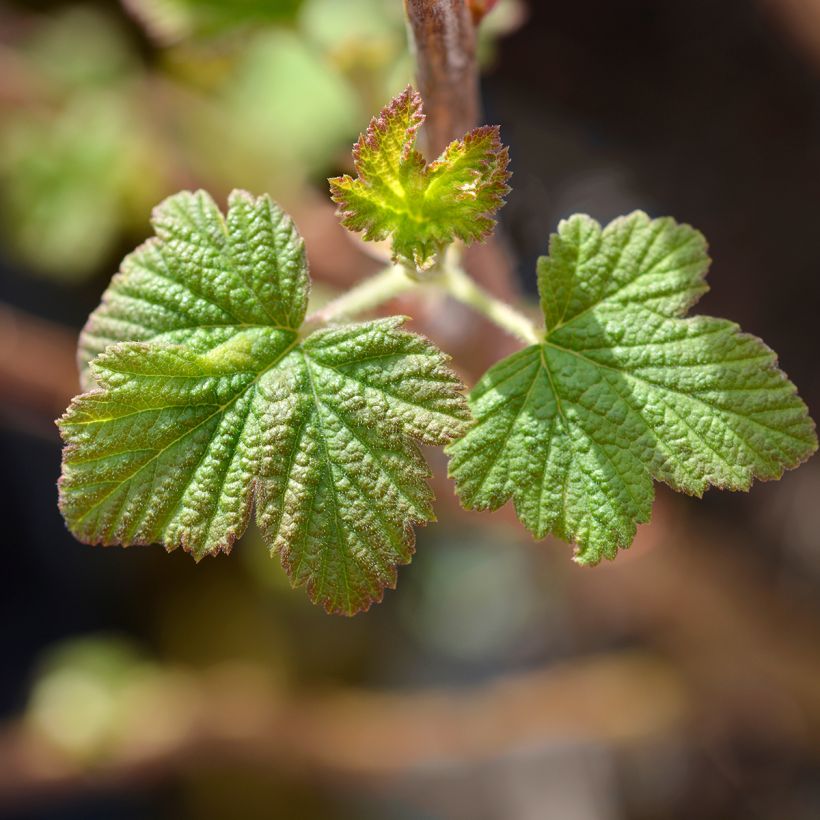 Blut-Johannisbeere King Edward VII - Ribes sanguineum (Foliage)