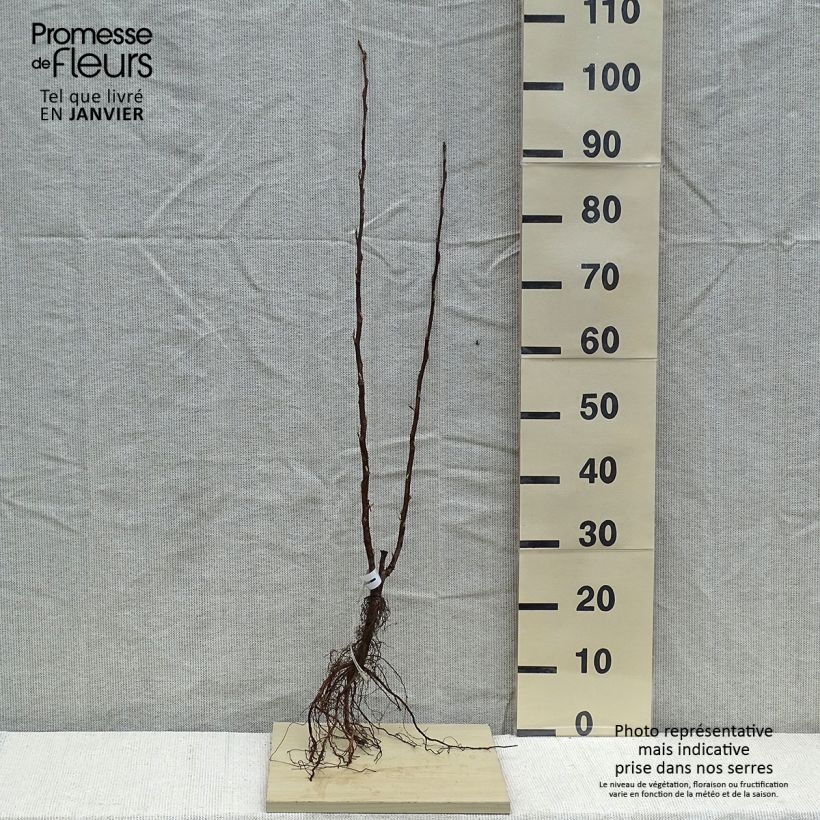 Example of Blut-Johannisbeere King Edward VII - Ribes sanguineum Wurzelnackt as you get in hiver