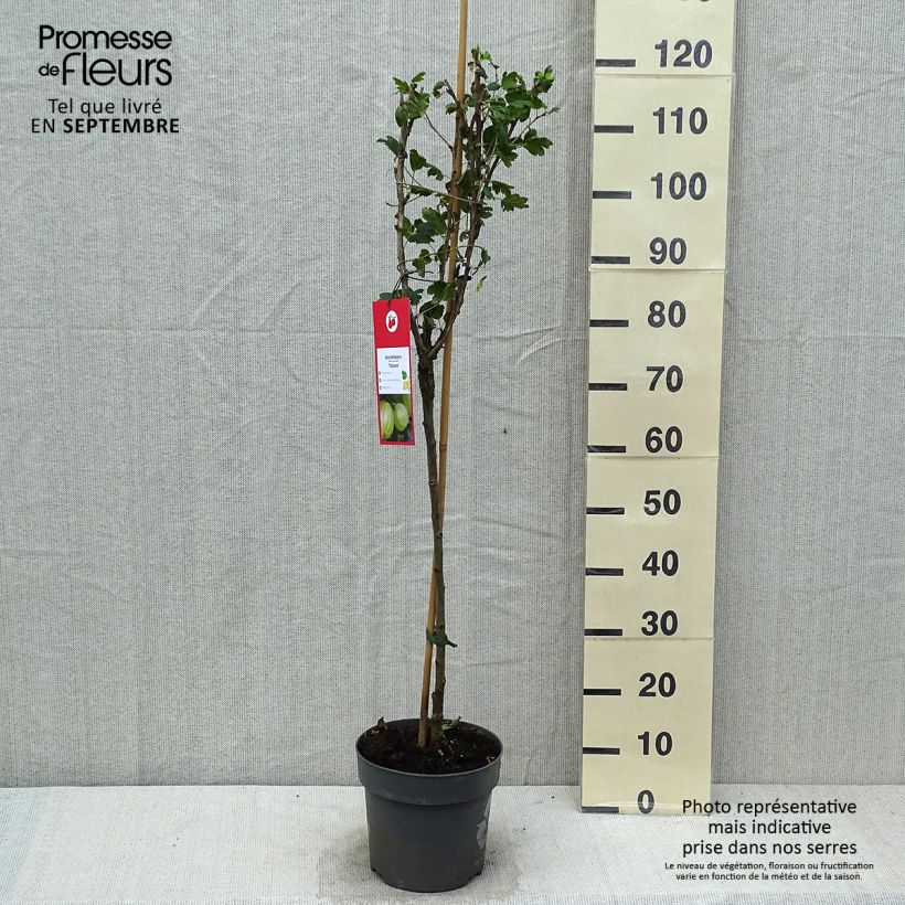 Exemplar von Groseillier à maquereaux Tatjana - Ribes uva-crispa Pot de 6L/7L, Tige, Tige de 40 cm wie im Herbst geliefert