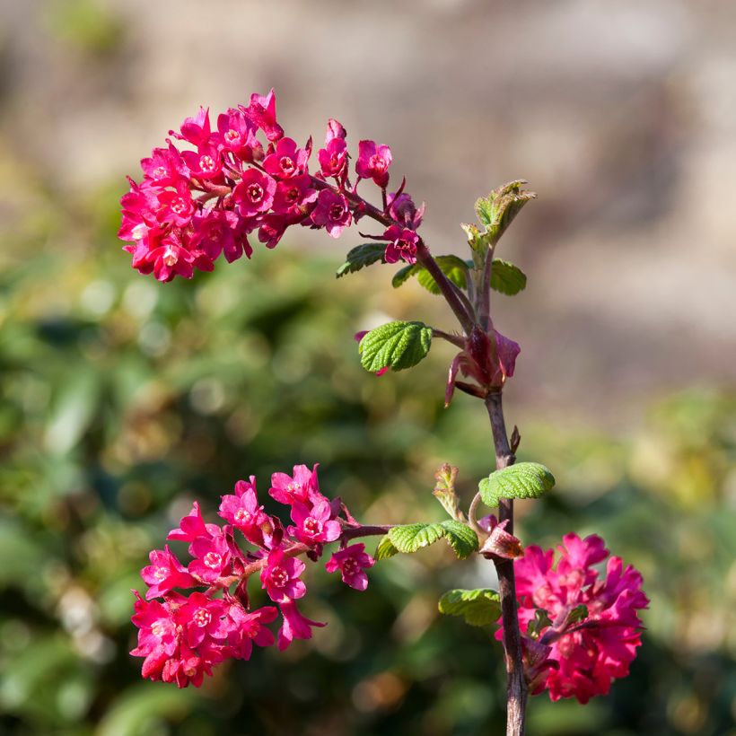 Blut-Johannisbeere Koja - Ribes sanguineum (Blüte)