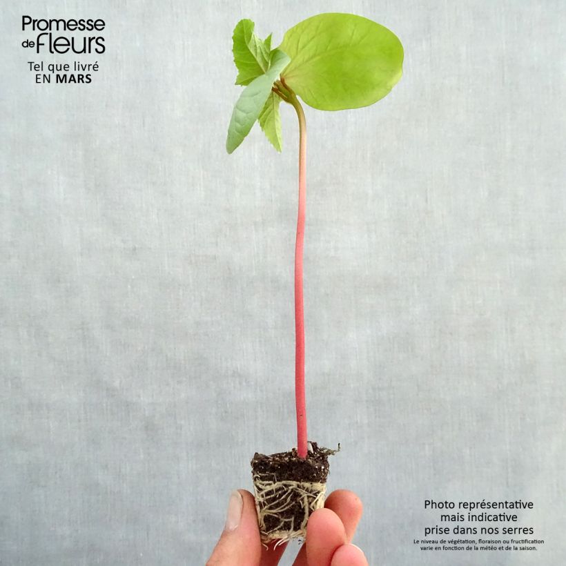 Example of Ricinus communis Honolulu - Rizinus Mini-Plug Ø 3/4 cm as you get in printemps