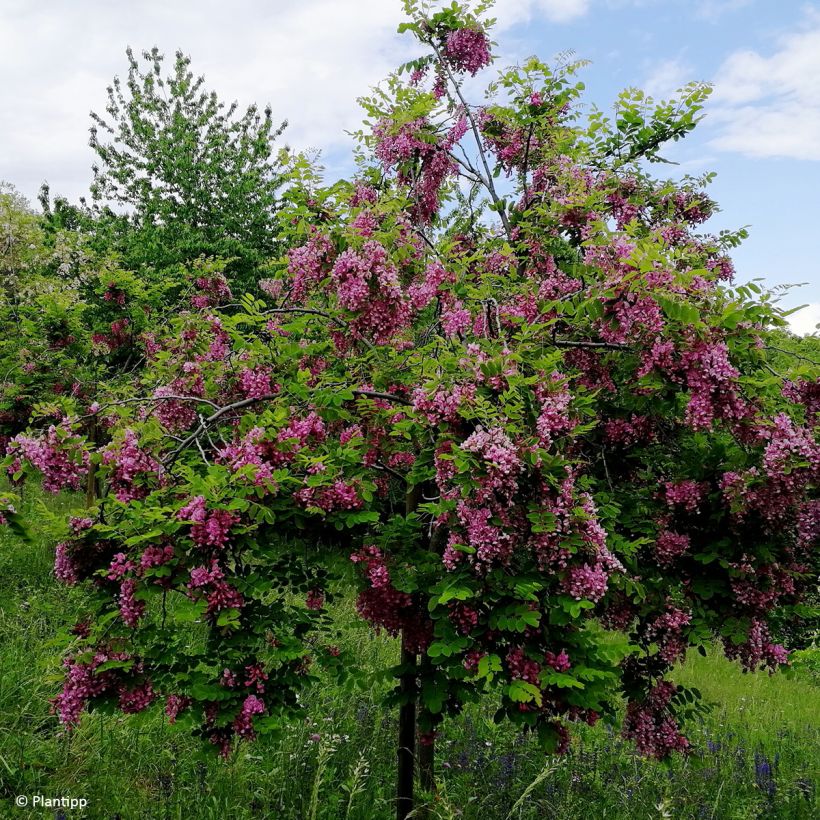 Robinia margaretta Georgia da Torino - Scheinakazie (Wuchs)