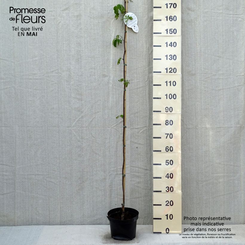 Example of Robinia pseudoacacia Casque Rouge - Gewöhnliche Robinie Topf mit 4L/5L as you get in printemps