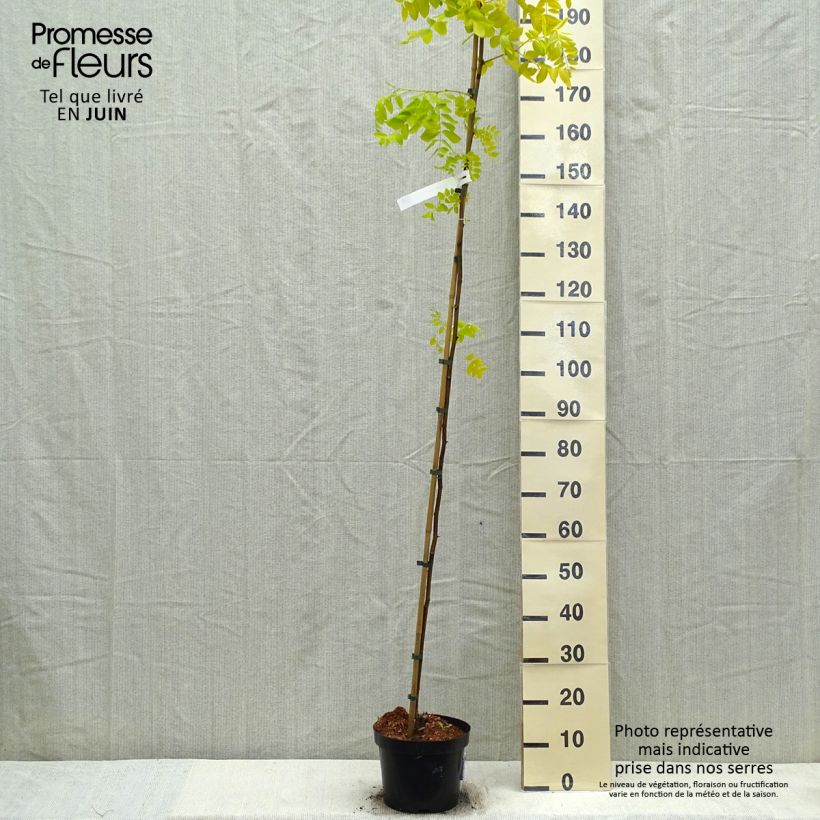 Example of Robinia pseudoacacia Frisia - Gewöhnliche Robinie Topf mit 4L/5L as you get in printemps