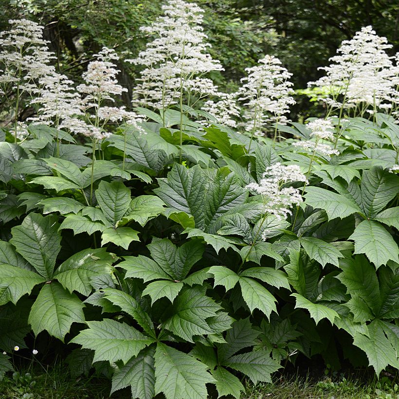 Rodgersia La Blanche - Schaublatt (Wuchs)