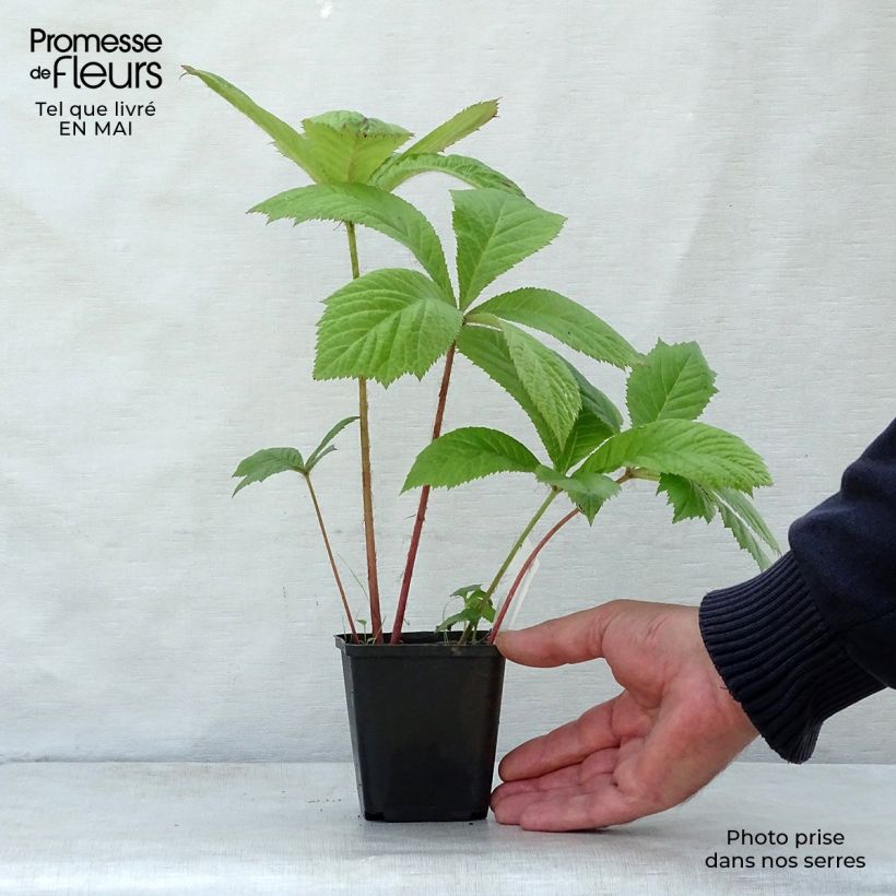 Exemplar von Rodgersia aesculifolia - Schaublatt Kleine Töpfe von 8/9 cm wie im Frühjahr geliefert