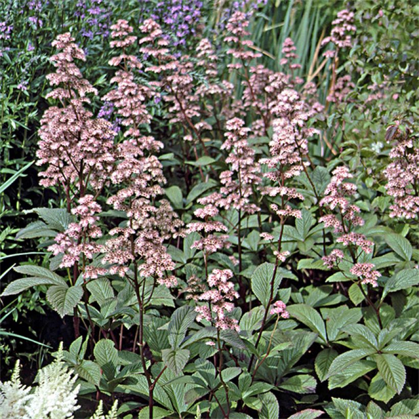 Rodgersia aesculifolia var. henrici - Schaublatt (Plant habit)