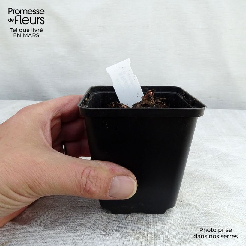 Example of Rodgersia aesculifolia var. henrici - Schaublatt Kleine Töpfe von 8/9 cm as you get in printemps