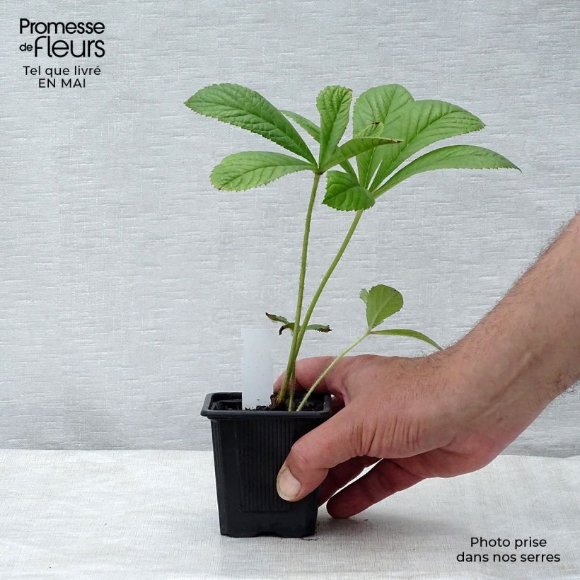 Exemplar von Rodgersia pinnata - Schaublatt Kleine Töpfe von 8/9 cm wie im Frühjahr geliefert