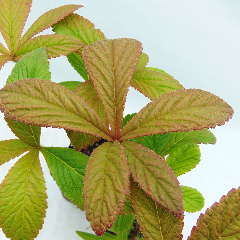 Rodgersia pinnata Chocolate Wings - Schaublatt (Foliage)