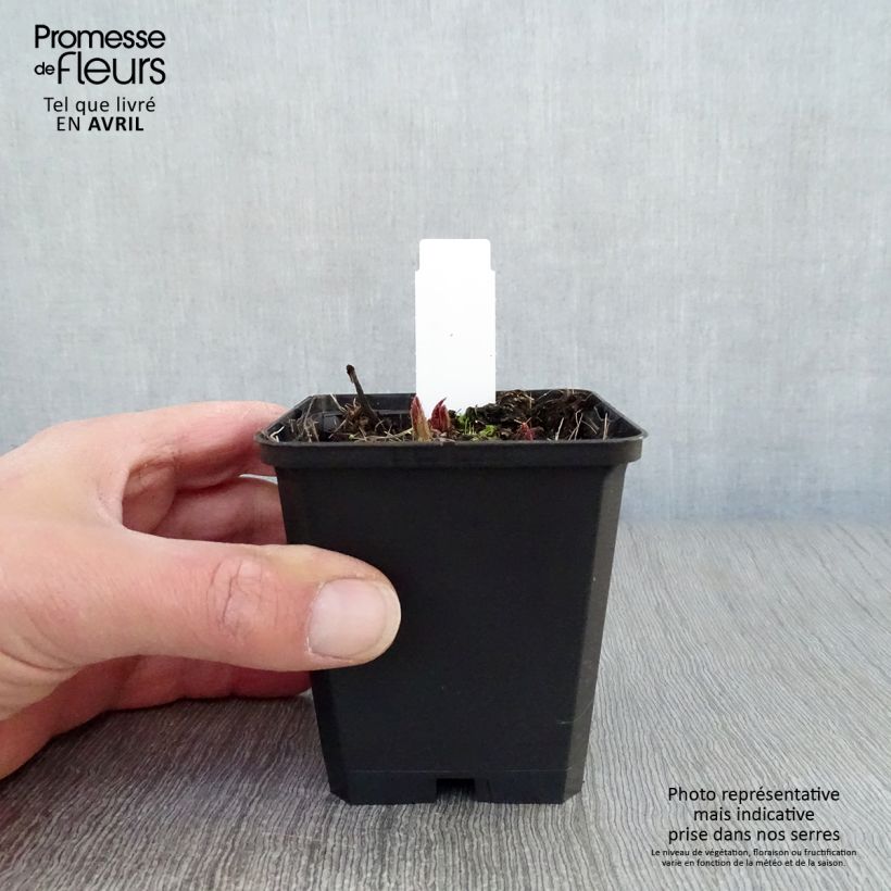 Example of Rodgersia pinnata Chocolate Wings - Schaublatt Kleine Töpfe von 8/9 cm as you get in printemps