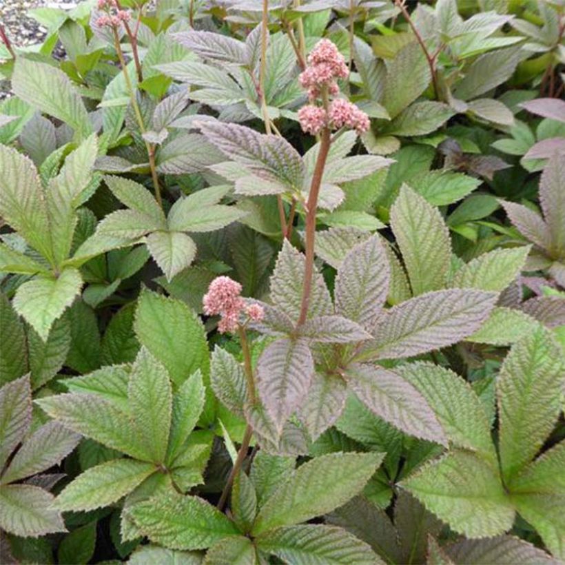 Rodgersia pinnata Dark Pokers - Schaublatt (Laub)