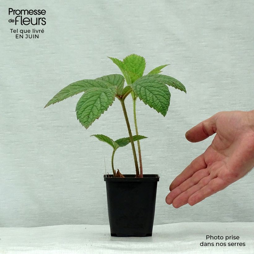 Exemplar von Rodgersia pinnata Dark Pokers - Schaublatt Kleine Töpfe von 8/9 cm wie im Sommer geliefert