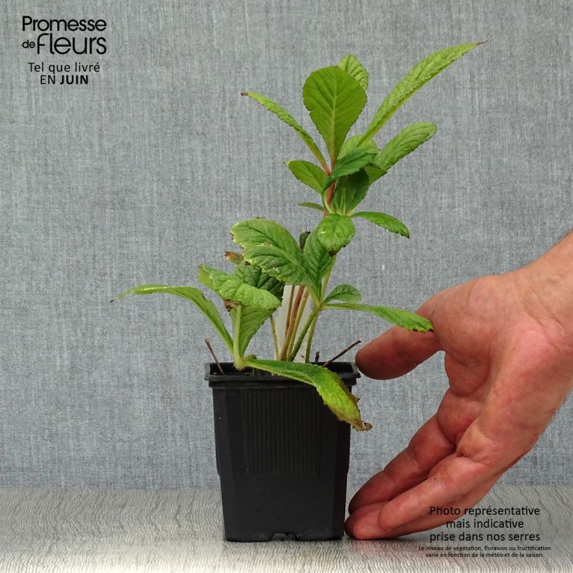 Exemplar von Rodgersia pinnata - Schaublatt Kleine Töpfe von 8/9 cm wie im Sommer geliefert