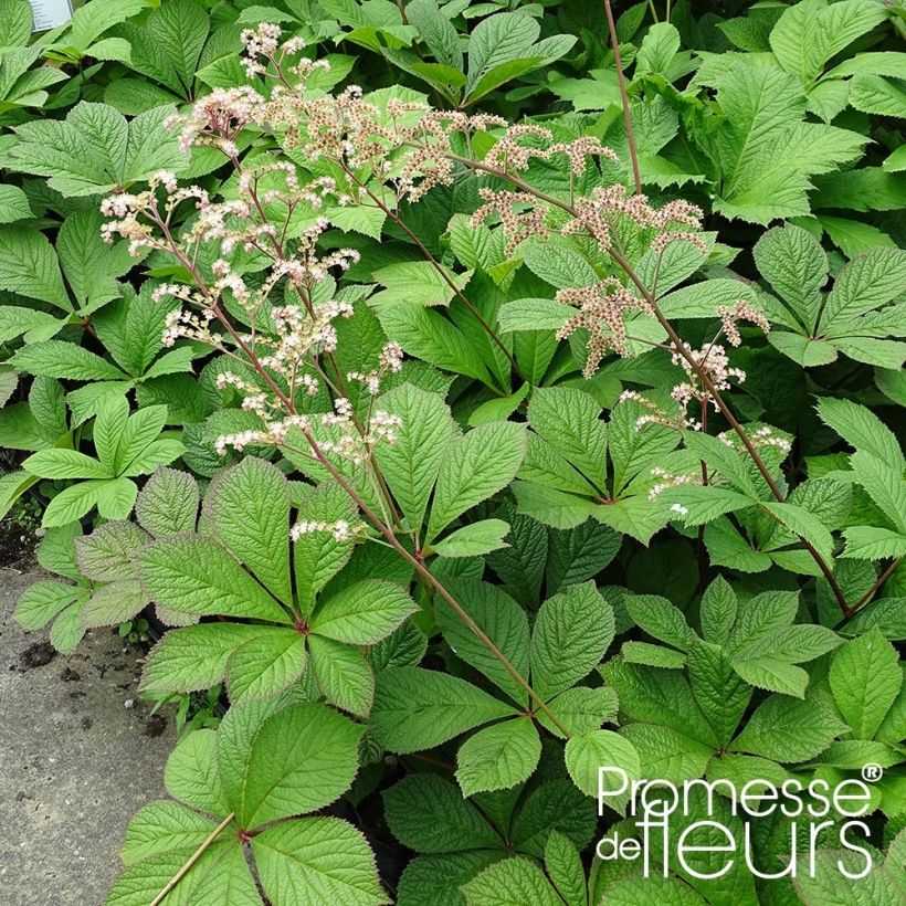 Rodgersia pinnata Hercules - Schaublatt (Wuchs)