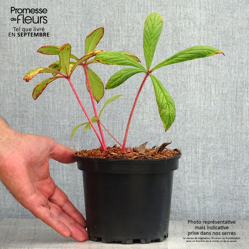 Exemplar von Rodgersia pinnata - Schaublatt Topf mit 1,5L/2L wie im Sommer geliefert
