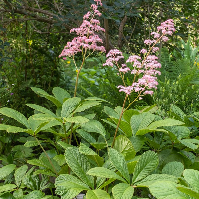 Rodgersia pinnata - Schaublatt (Wuchs)