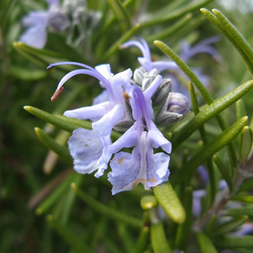 Rosmarin Tuscan Blue - Rosmarinus officinalis (Flowering)