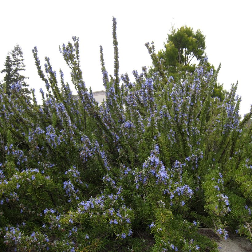 Rosmarin Tuscan Blue - Rosmarinus officinalis (Plant habit)