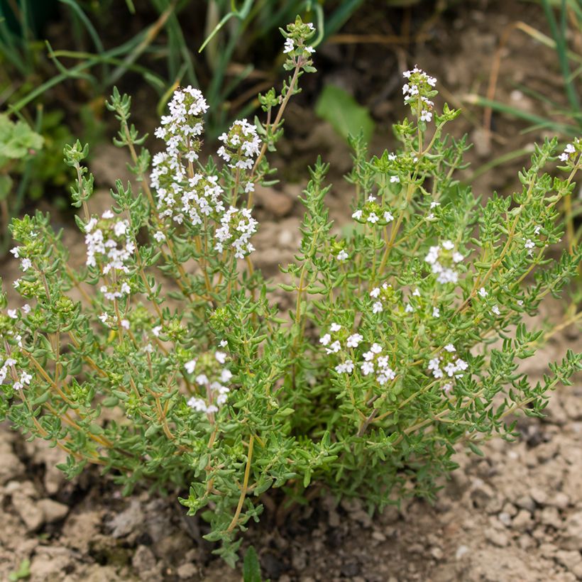 Rosmarin Albiflorus - Rosmarinus officinalis (Wuchs)