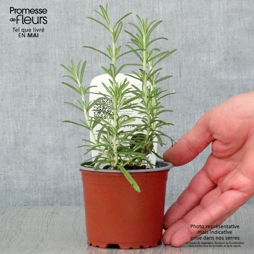 Exemplar von Rosmarin - Rosmarinus officinalis Pflanzen Topf 10 cm/11cm wie im Frühjahr geliefert