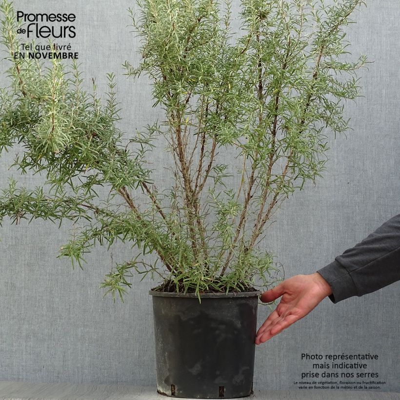 Exemplar von Rosmarin - Rosmarinus officinalis Topf mit 3L/4L wie im Herbst geliefert